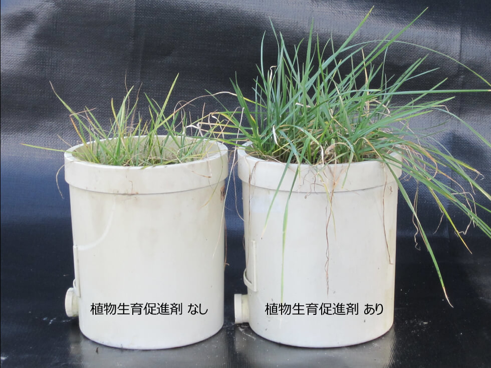 植物生育促進剤の比較試験
