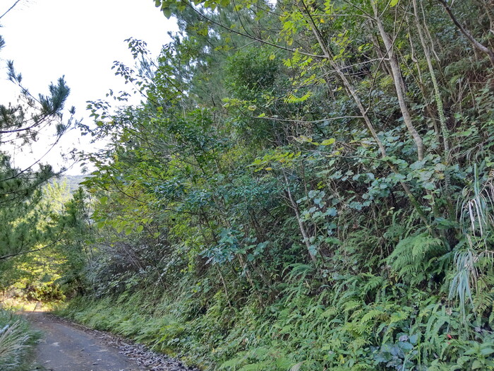 県営広域営農団地農道整備事業 明神地区