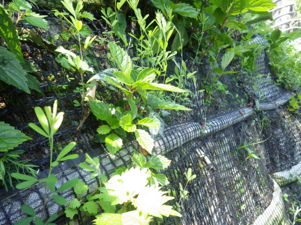施工後9ヶ月④モルタル袋が生育基盤となり周囲から侵入した植生の定着に寄与している