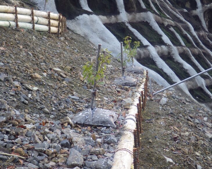 施工後2ヶ月(ナエキチには現地採取のクスノキを植栽)