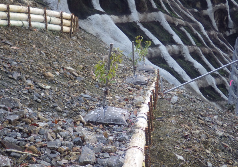 施工後2ヶ月⑤ナエキチには現地採取のクスノキを植栽