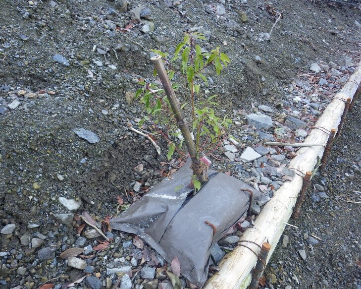 施工後2ヶ月(埋戻土がレキ質のためナエキチを採用)