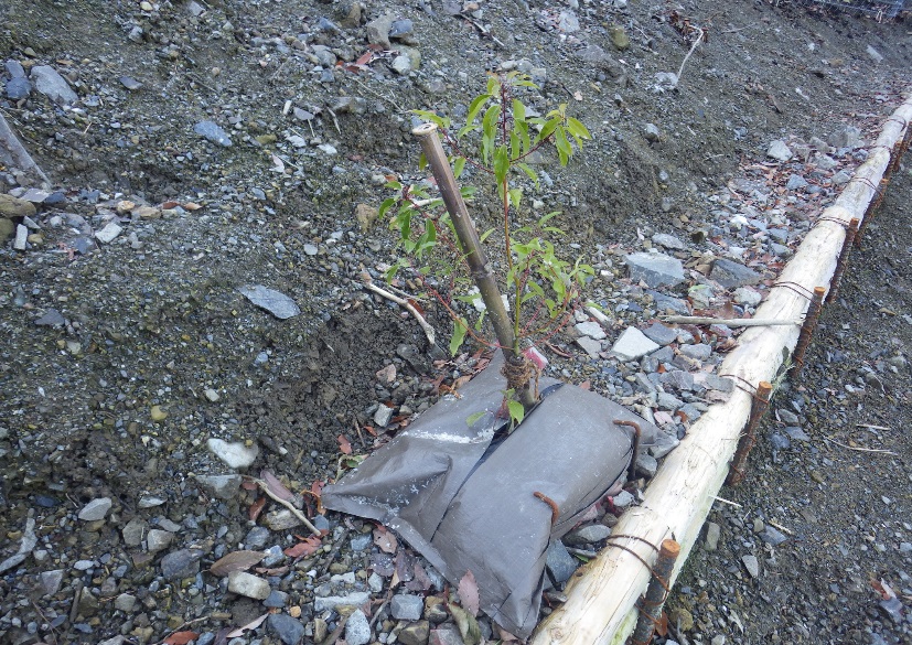 施工後2ヶ月⑥埋戻土がレキ質のためナエキチを採用