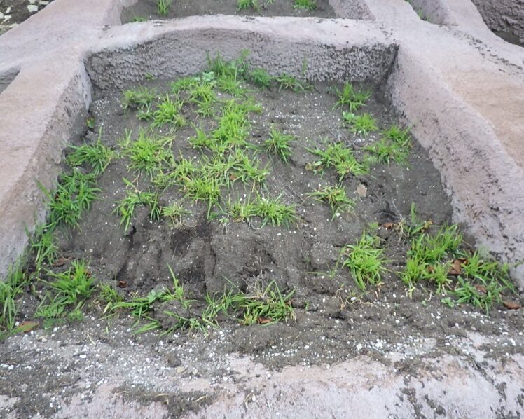 施工後1年③マザーソイル（森林表土利用）工