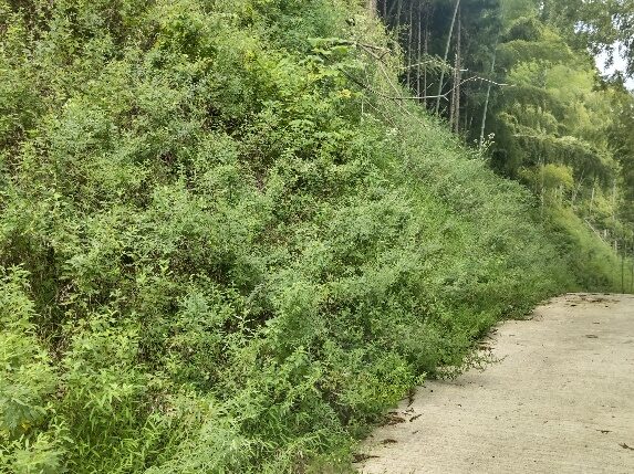 施工後1年6ヶ月後