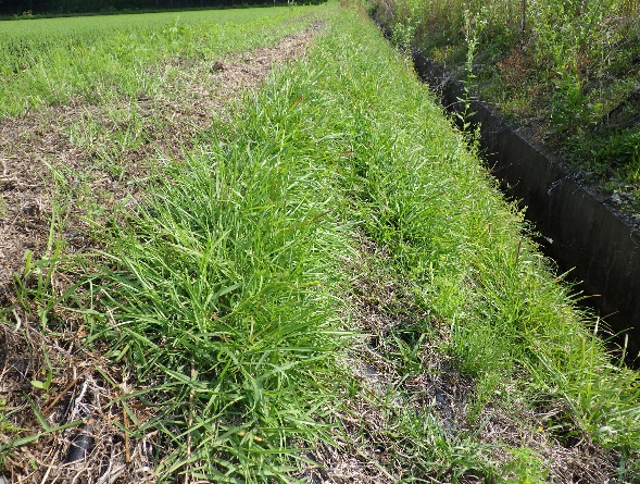 施工後1年(接写)