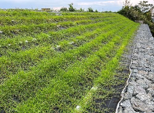 工業団地内防草対策工事