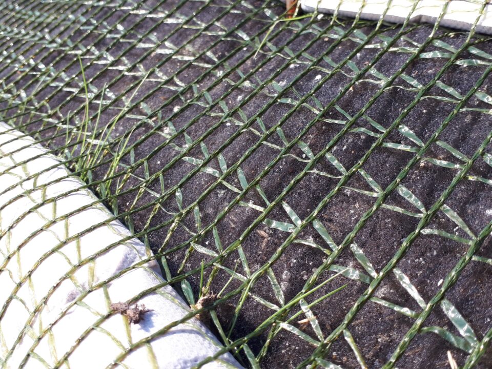 施工後 2週間（発芽確認）