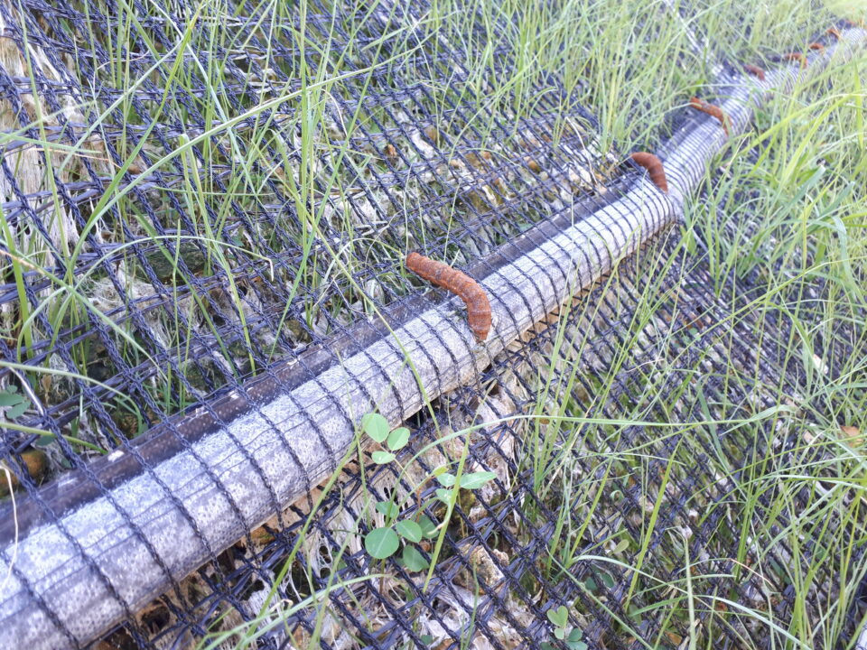 施工後1ヶ月（アンカー打設状況）