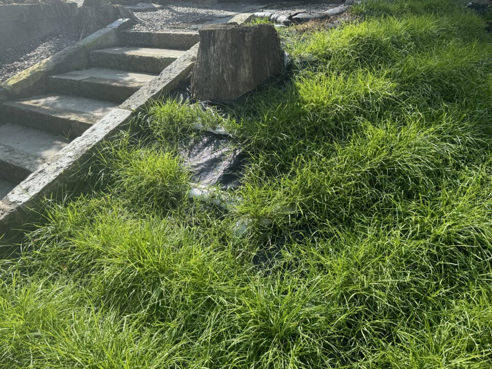 施工後3ヶ月（切り株箇所）