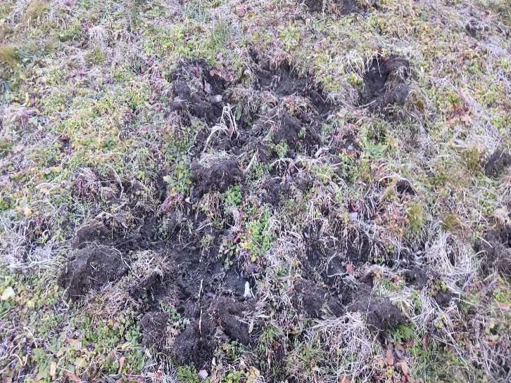 施工前(被害状況)