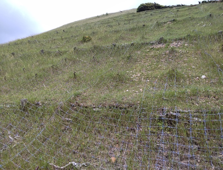 施工後9年（近景）