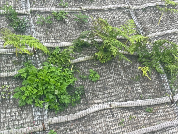 施工後5ヵ月（植生状況）