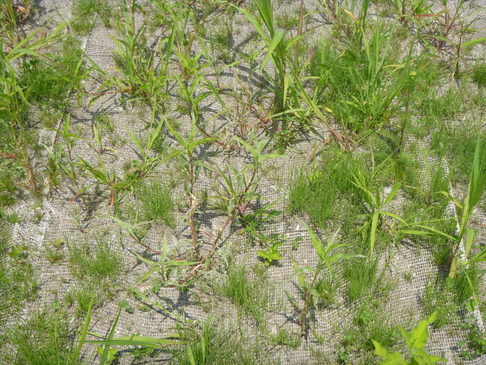 植生状況