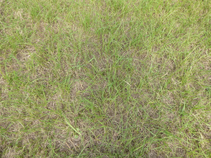 植生状況