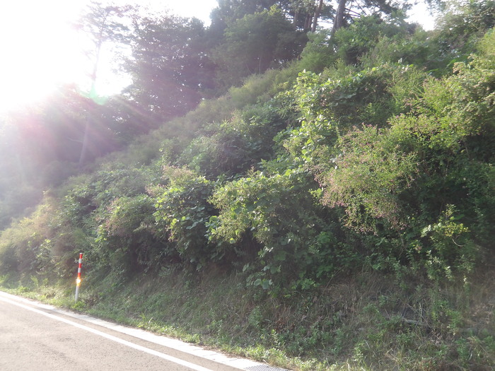 鰺ヶ沢蟹田線道路災害防除工事