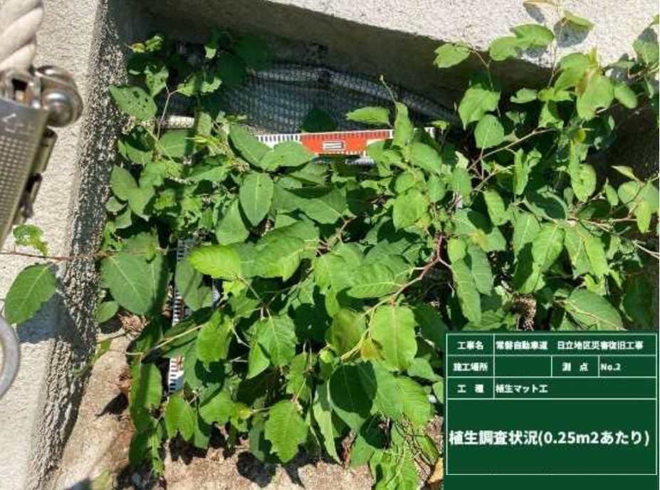 施工後2ヶ月（植生状況）