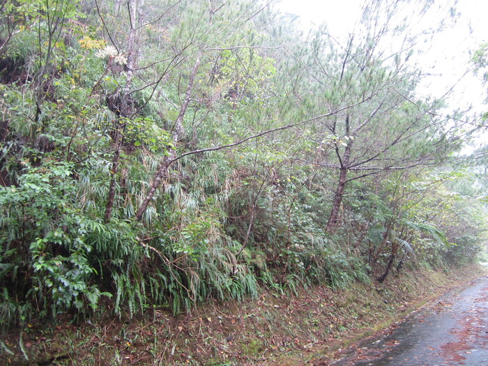 県営災害復旧治山工事