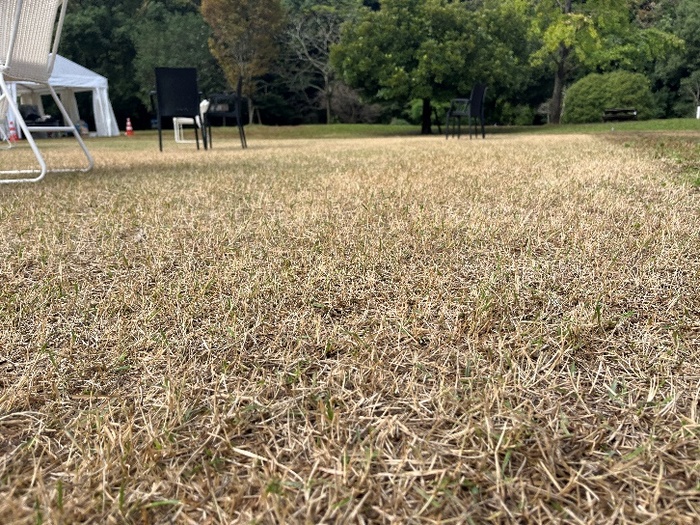 雨後（グラストロングに水たまりは無い）