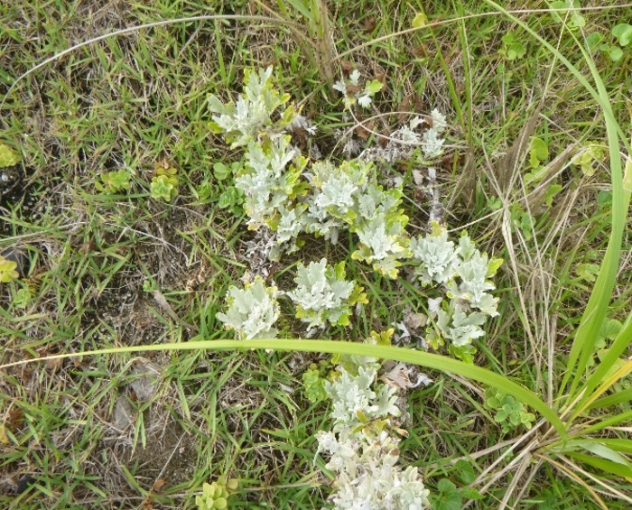 海浜植物