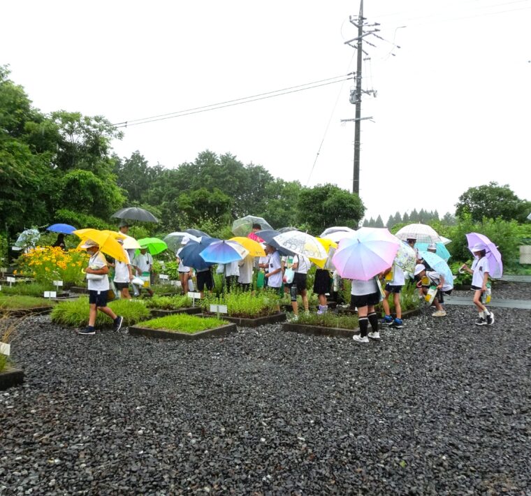 研究圃場で環境学習のお手伝い2026