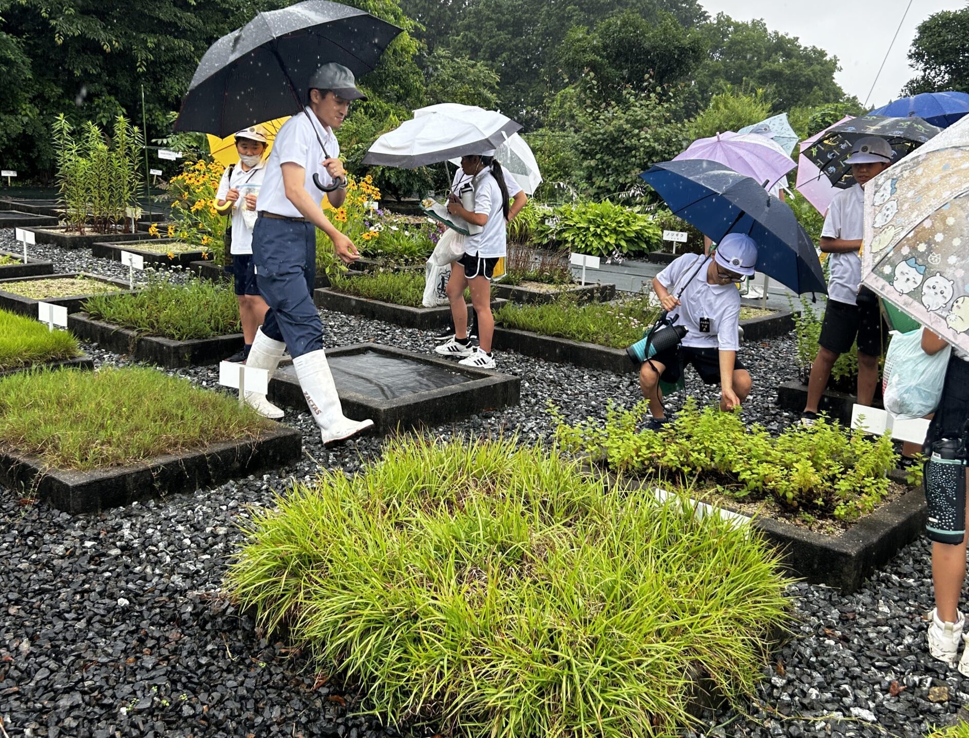 研究圃場で環境学習のお手伝い2026
